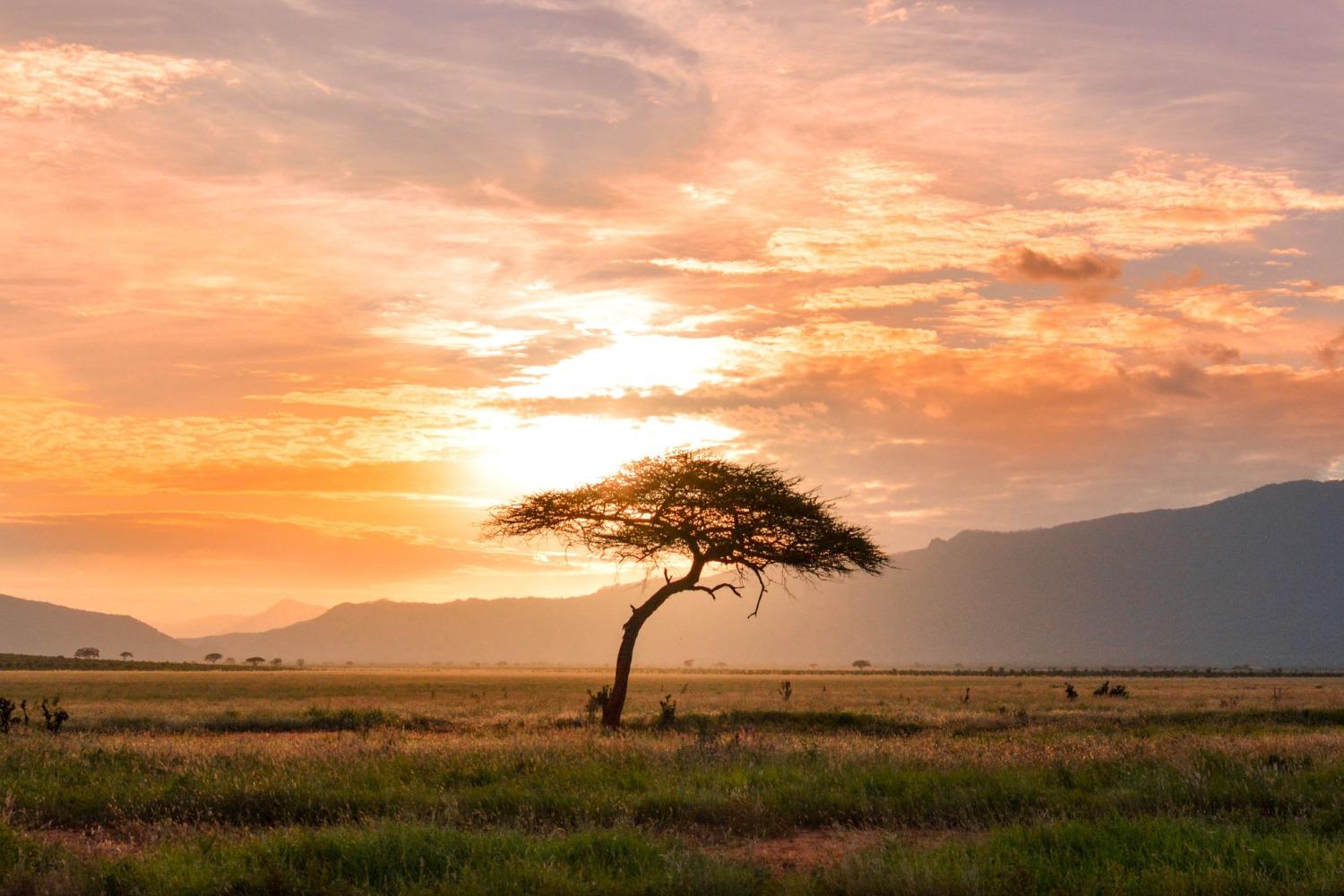 Sunrise over a lone tree on the Serengeti