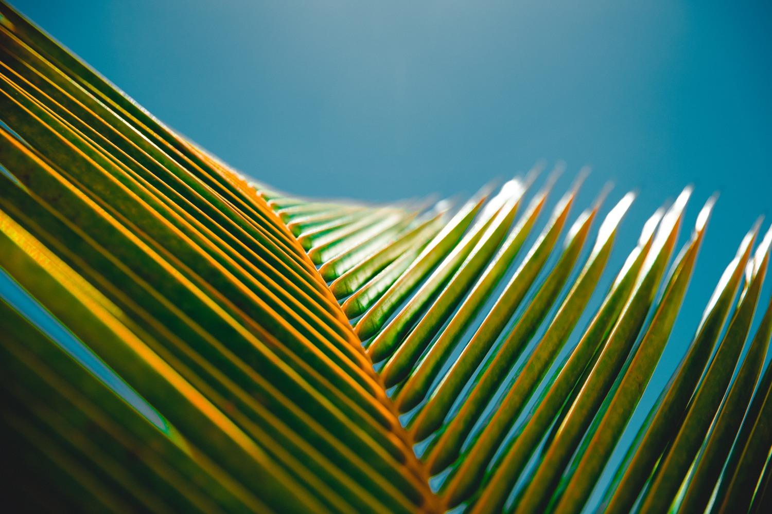 Close-up of a palm branch