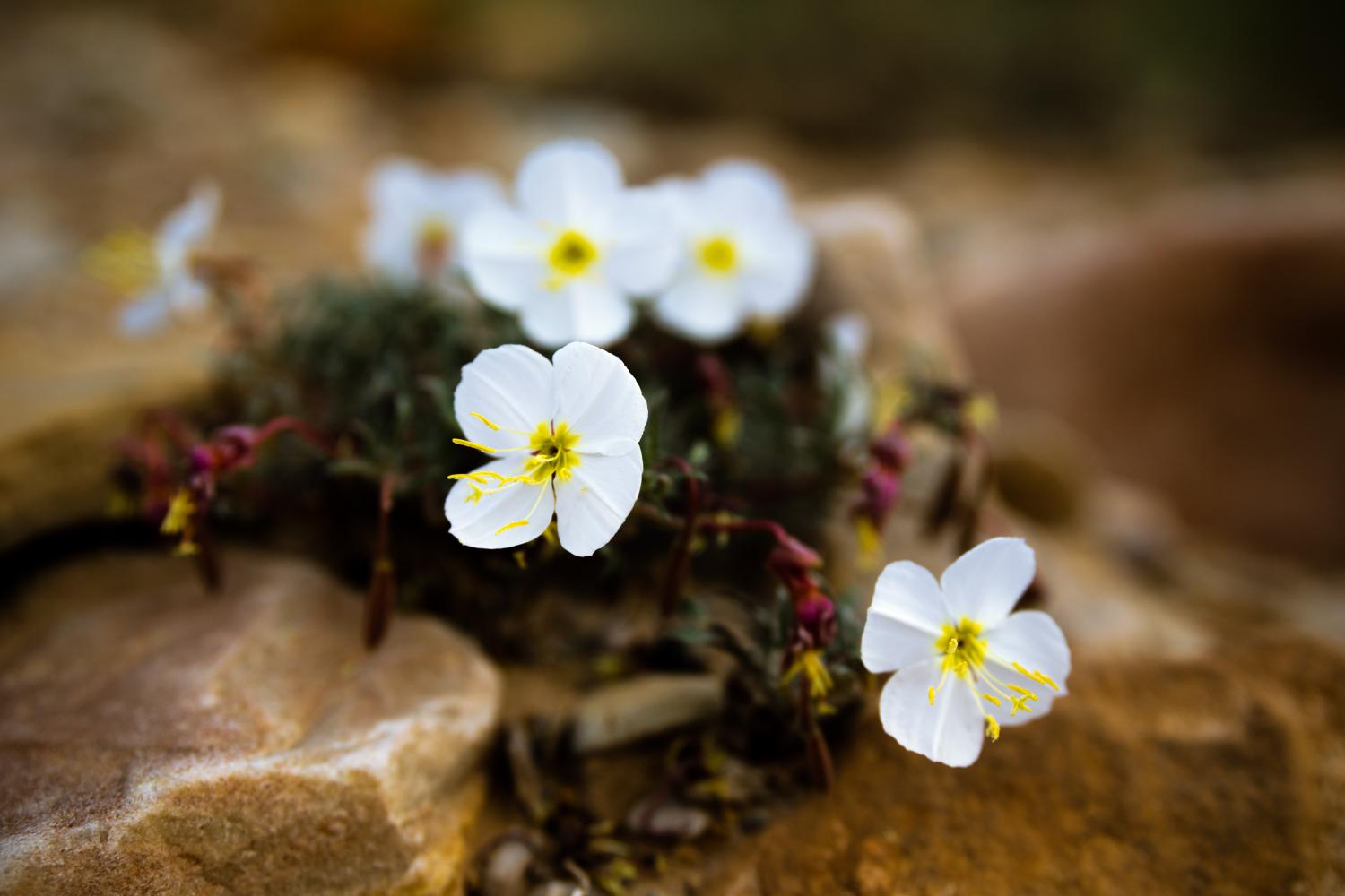 Flowers in the desert