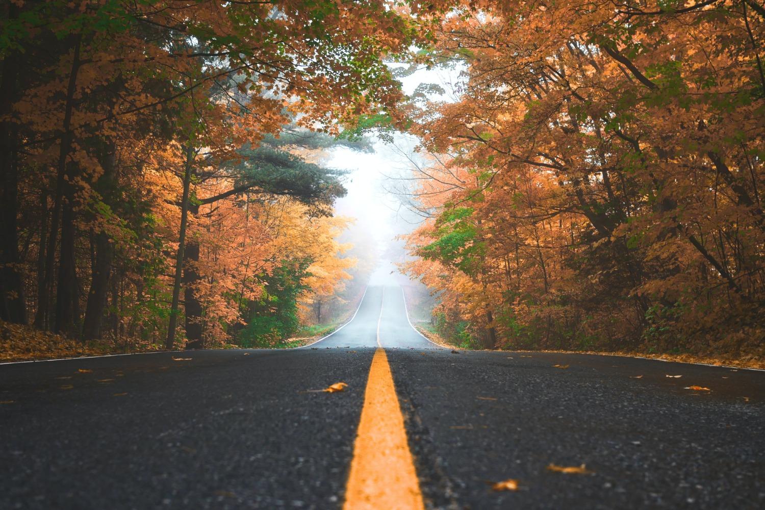 A forest road in autumn