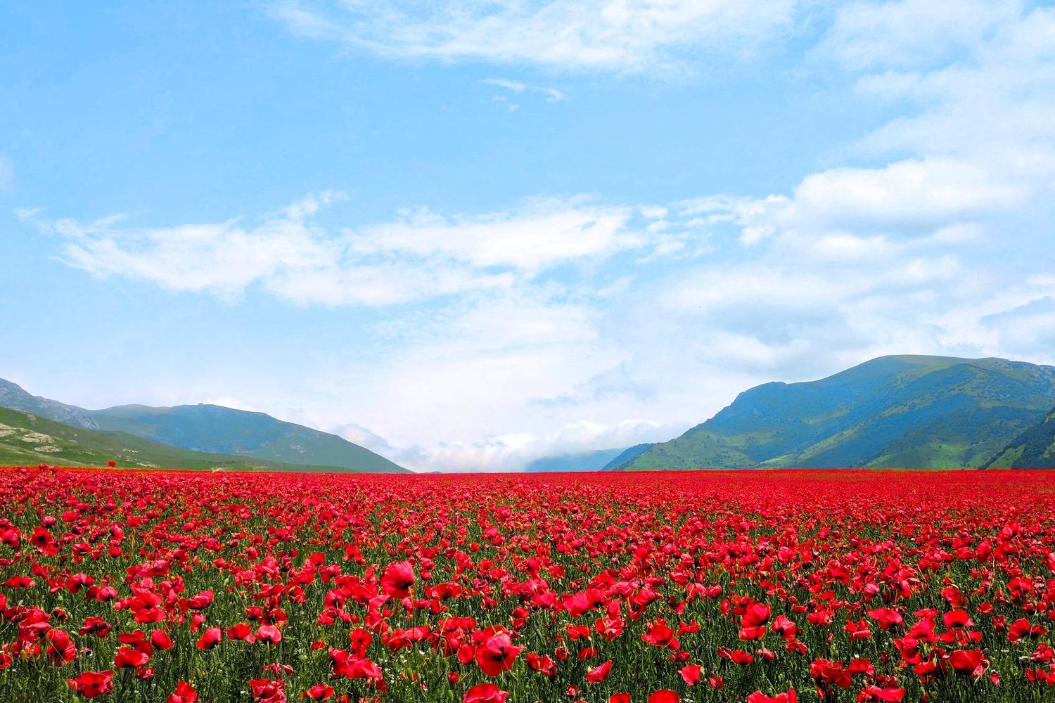 A valley of red flowers