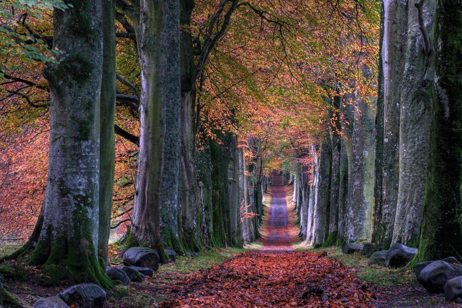An autumn path