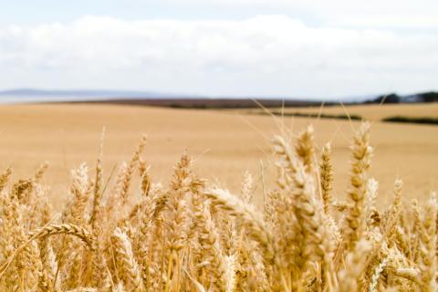 A field of wheat