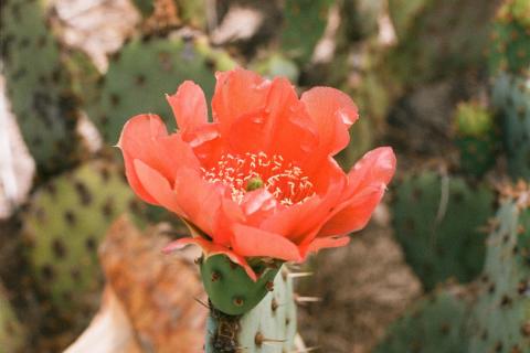 A flower amongst cacti