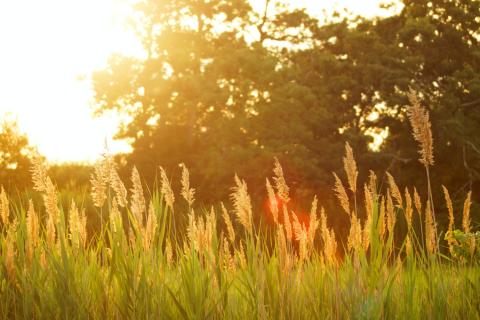 A field in the summer