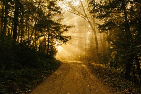 A forest path at daybreak