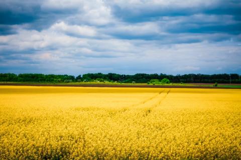 A field in Ukraine