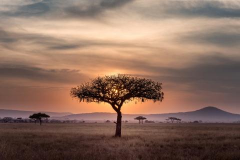 tree in kenya