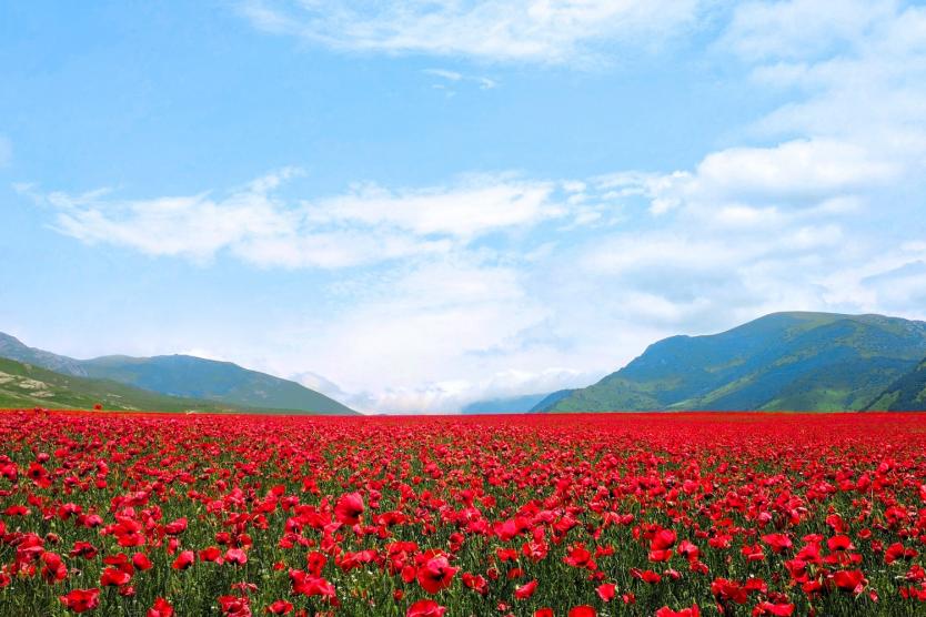 A valley of red flowers